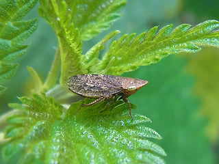 Aphrodes bicinctus