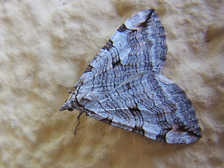 Aplocera plagiata- efformata