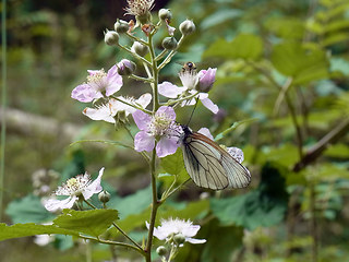 Aporia crataegi