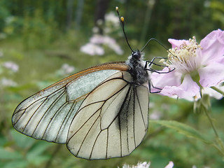 Aporia crataegi