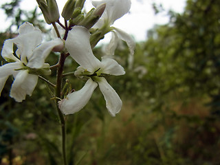 Arabis turrita