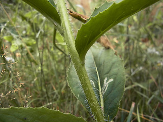 Arabis turrita