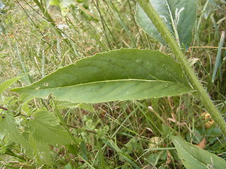 Arabis turrita