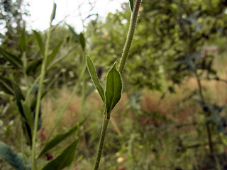 Arabis turrita