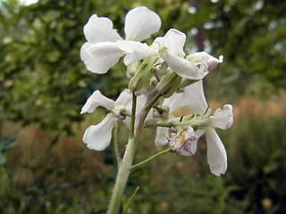 Arabis turrita