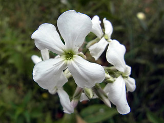 Arabis turrita