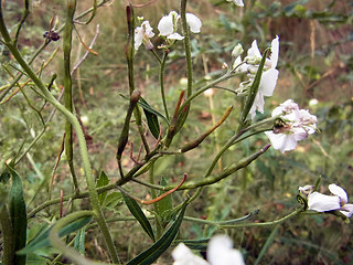 Arabis turrita