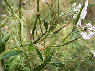 Arabis turrita