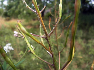 Arabis turrita