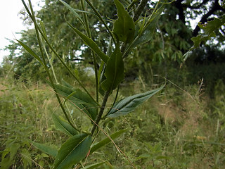 Arabis turrita