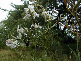 Arabis turrita