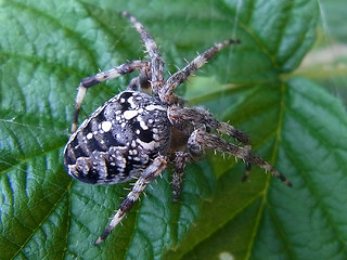 Araneus diadematus