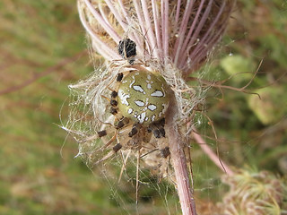 Araneus quadratus