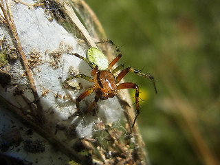 Araniella opisthographa