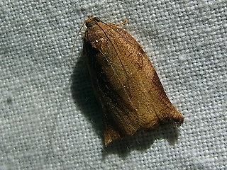 Archips podana