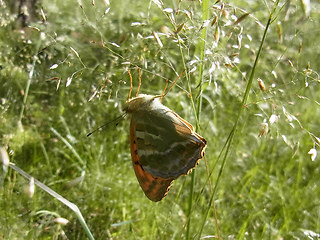 Argynnis paphia