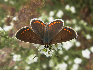 Aricia agestis