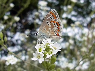 Aricia agestis