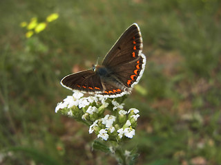 Aricia agestis