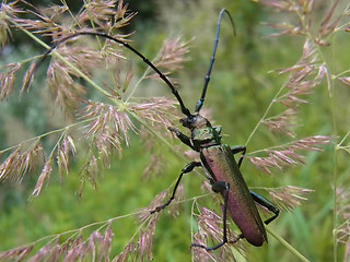 Aromia moschata