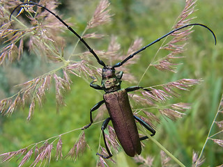 Aromia moschata