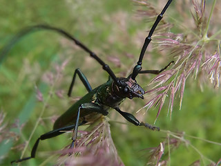 Aromia moschata