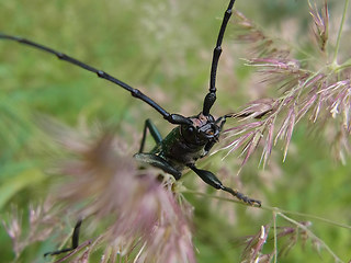 Aromia moschata