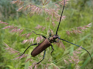 Aromia moschata