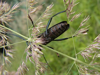 Aromia moschata