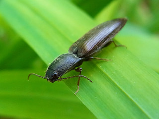 Athous haemorrhoidalis