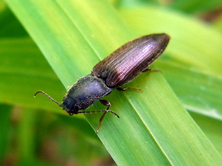 Athous haemorrhoidalis