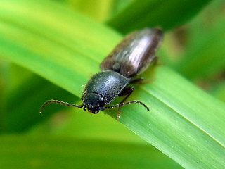 Athous haemorrhoidalis