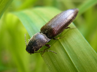 Athous haemorrhoidalis