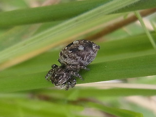 Attulus floricola