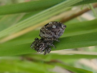 Attulus floricola