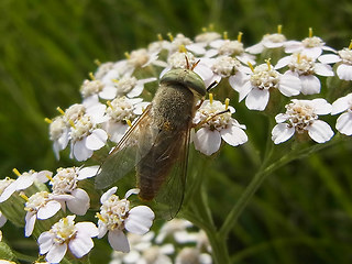 Atylotus rusticus