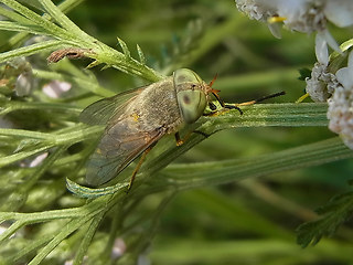 Atylotus rusticus