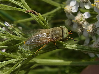 Atylotus rusticus