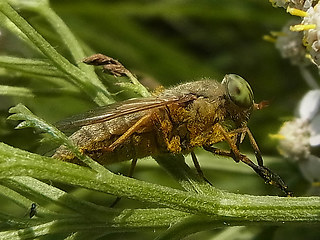 Atylotus rusticus