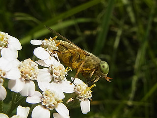 Atylotus rusticus