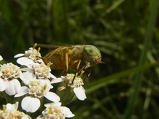 Atylotus rusticus