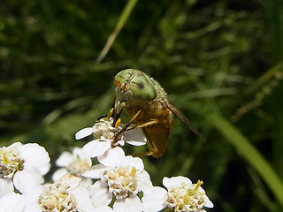 Atylotus rusticus