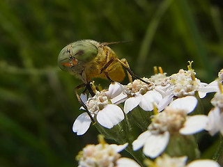 Atylotus rusticus