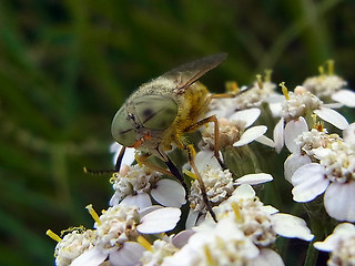 Atylotus rusticus