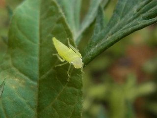 Auchenorrhyncha sp.