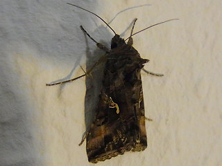 Autographa gamma