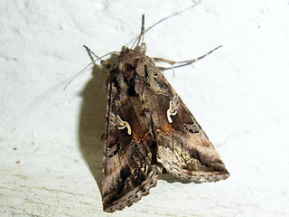 Autographa gamma