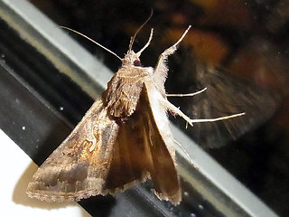 Autographa gamma