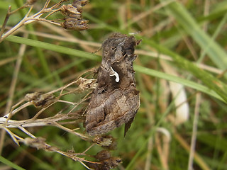 Autographa gamma