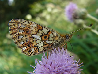 Boloria selene